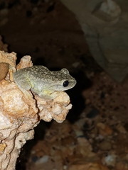 Bokermannohyla ibitiguara