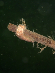 Harmothoe extenuata