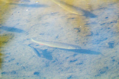 Squalius cephalus