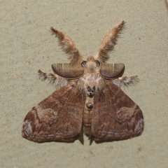 Orgyia papuana
