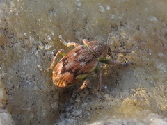 Coniatus