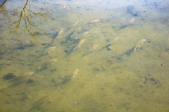 Carassius gibelio