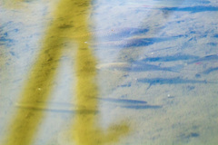Carassius gibelio