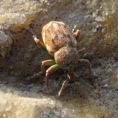 Coniatus