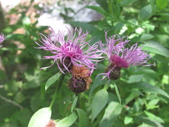 Centaurea phrygia carpatica