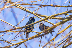 Sturnus vulgaris