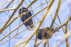 Sturnus vulgaris