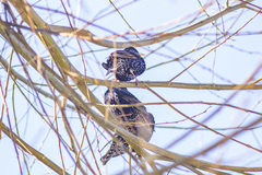 Sturnus vulgaris