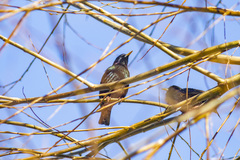 Sturnus vulgaris