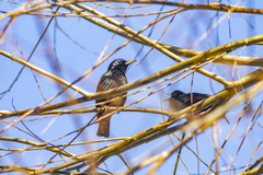 Sturnus vulgaris