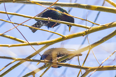 Sturnus vulgaris