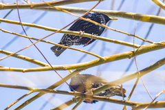 Sturnus vulgaris