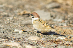Passer montanus