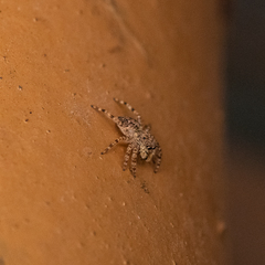 Salticidae