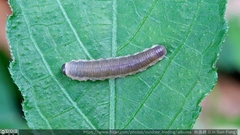 Monostegia