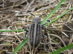 Dorcadion mucidum