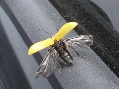 Proctenius granatensis