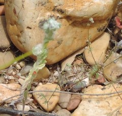 Bombycilaena erecta