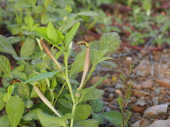 Aristolochia elongata