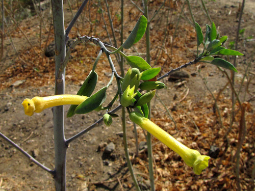 tree tobacco