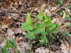 Aristolochia elongata