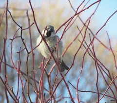 Passer domesticus