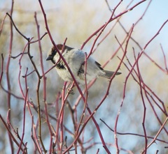 Passer domesticus