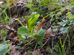 Aristolochia elongata