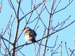 Turdus pilaris
