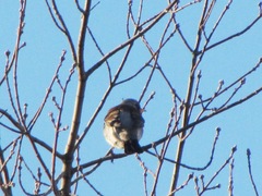 Turdus pilaris