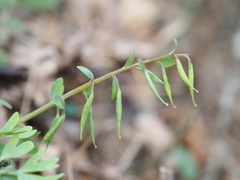 Corydalis integra