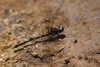 Antillean Sylph - Photo (c) Max Ramey, some rights reserved (CC BY-NC), uploaded by Max Ramey