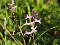 Corydalis integra