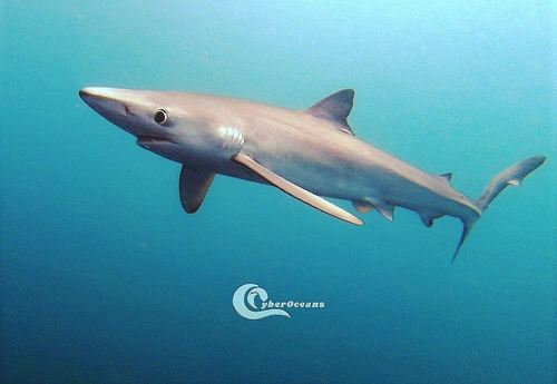 Blue Shark, photo 6 of 7