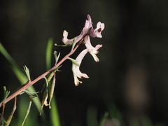Corydalis integra