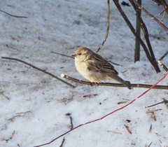 Passer domesticus