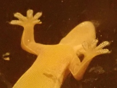 Hemidactylus platyurus