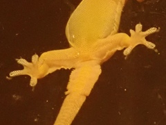 Hemidactylus platyurus