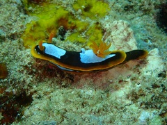 Chromodoris westraliensis