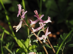 Corydalis integra