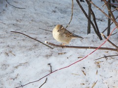 Passer domesticus