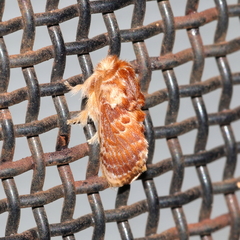 Pseudanapaea denotata