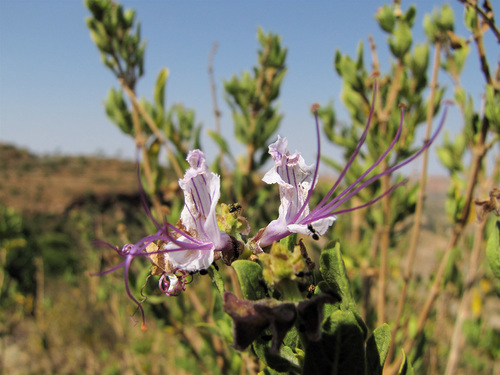 Ocimum grandiflorum