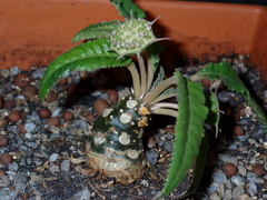 Dorstenia foetida