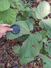 Piliostigma foveolatum