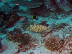 Lethrinus genivittatus