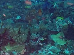 Lethrinus erythracanthus