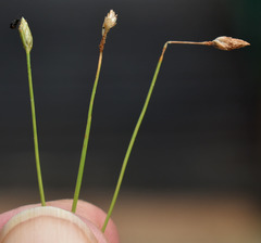 Fimbristylis polytrichoides