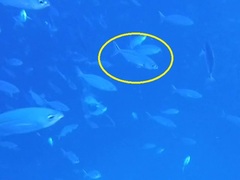 Caesio caerulaurea