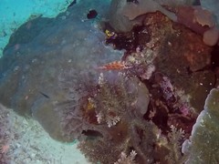 Epinephelus fasciatus